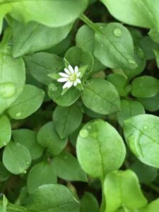 Chickweed: The Delicious Medicinal Hiding in Your Yard Image